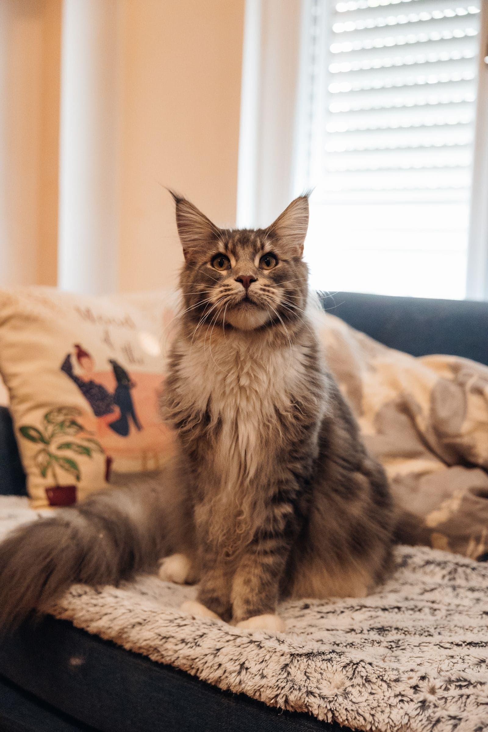 Chat Maine Coon majestueux, grand chat