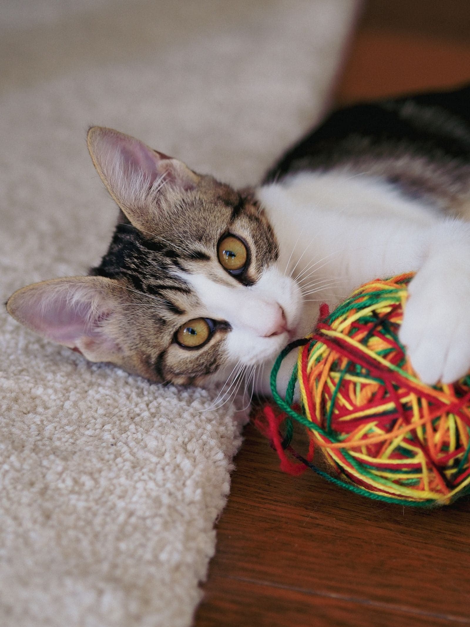 Chat joueur et heureux, bienfaits pour le félin