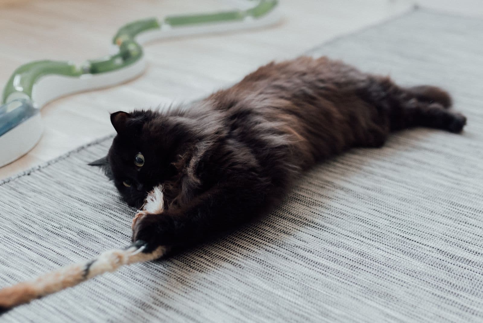 Chat noir jouant avec une corde, astuces pour attirer son chat