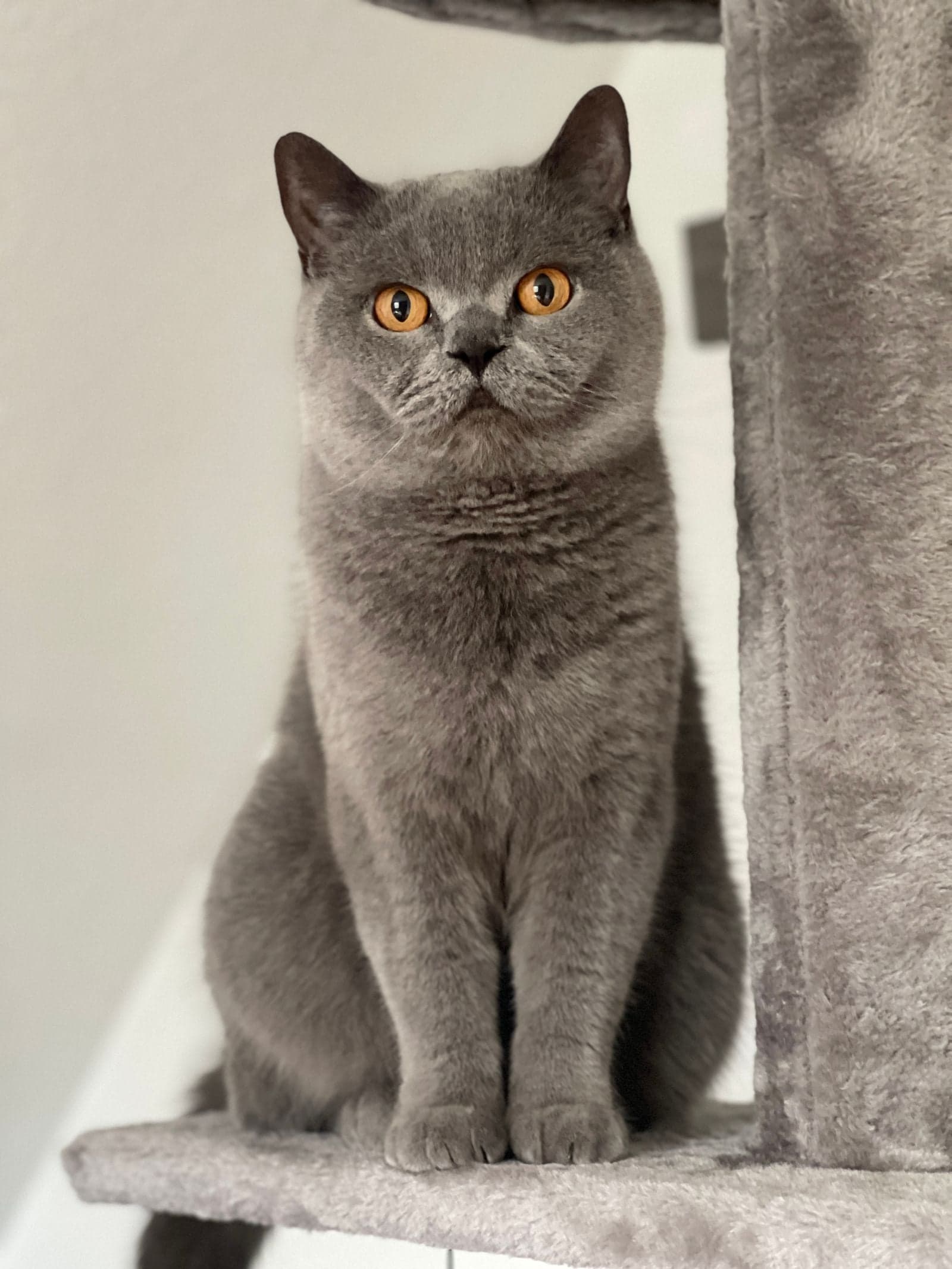Chat assis sur un bel arbre à chat