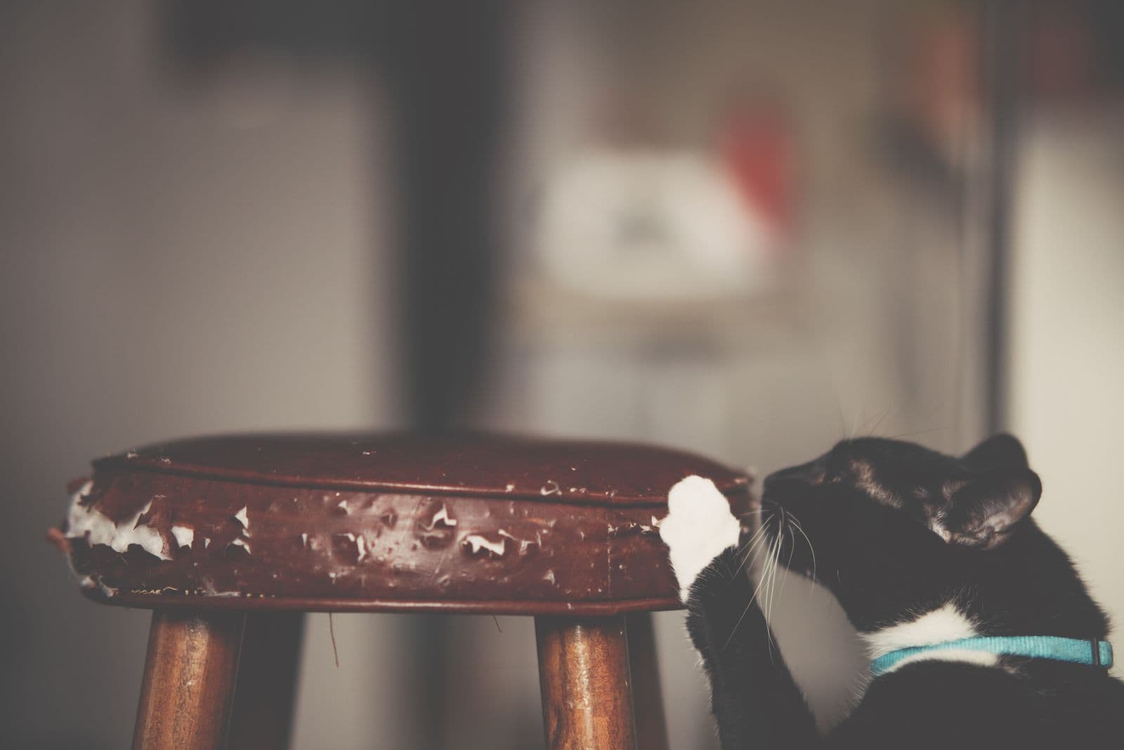 Chat griffant un griffoir en bois