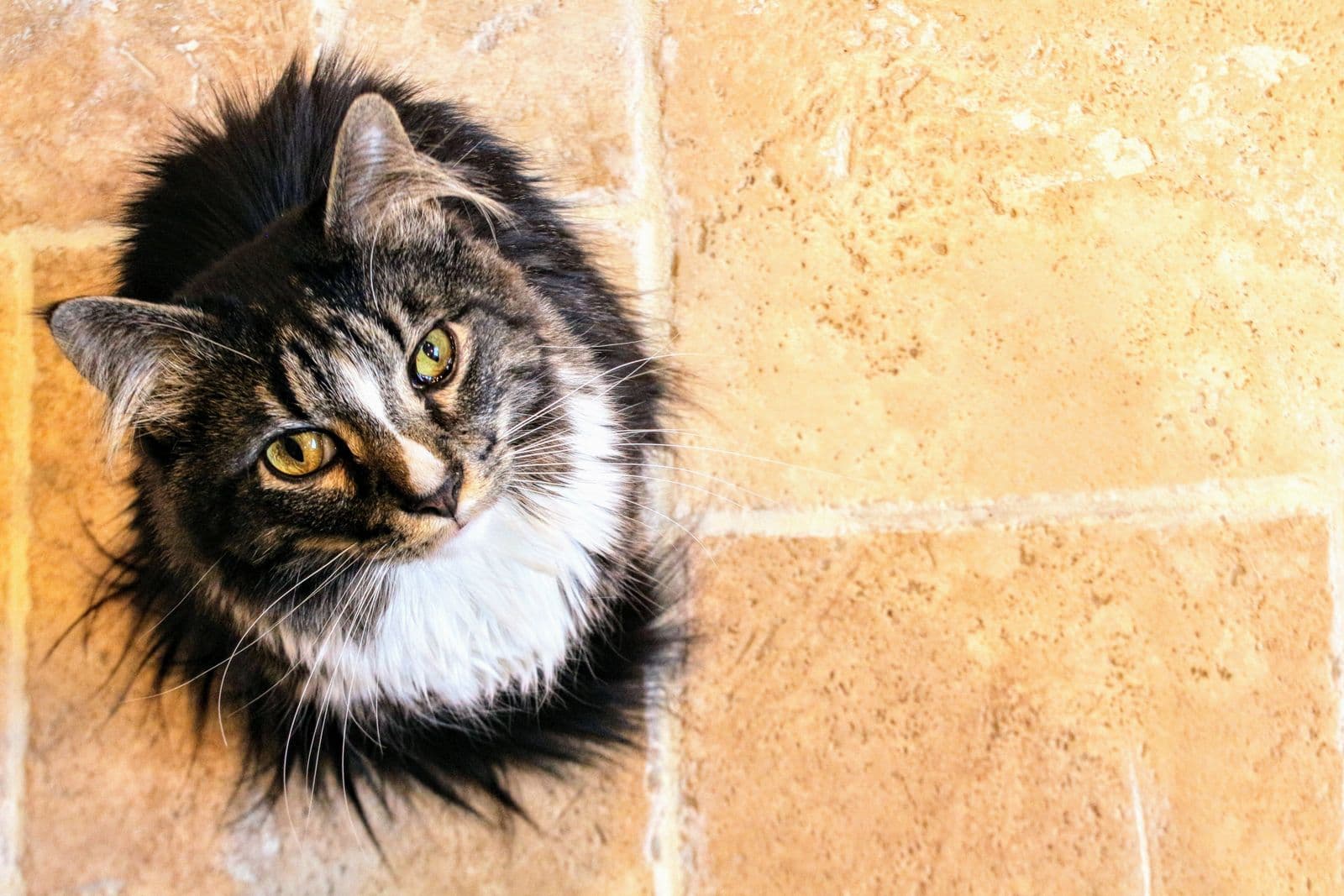 Chat bien entretenu, propre et soigné
