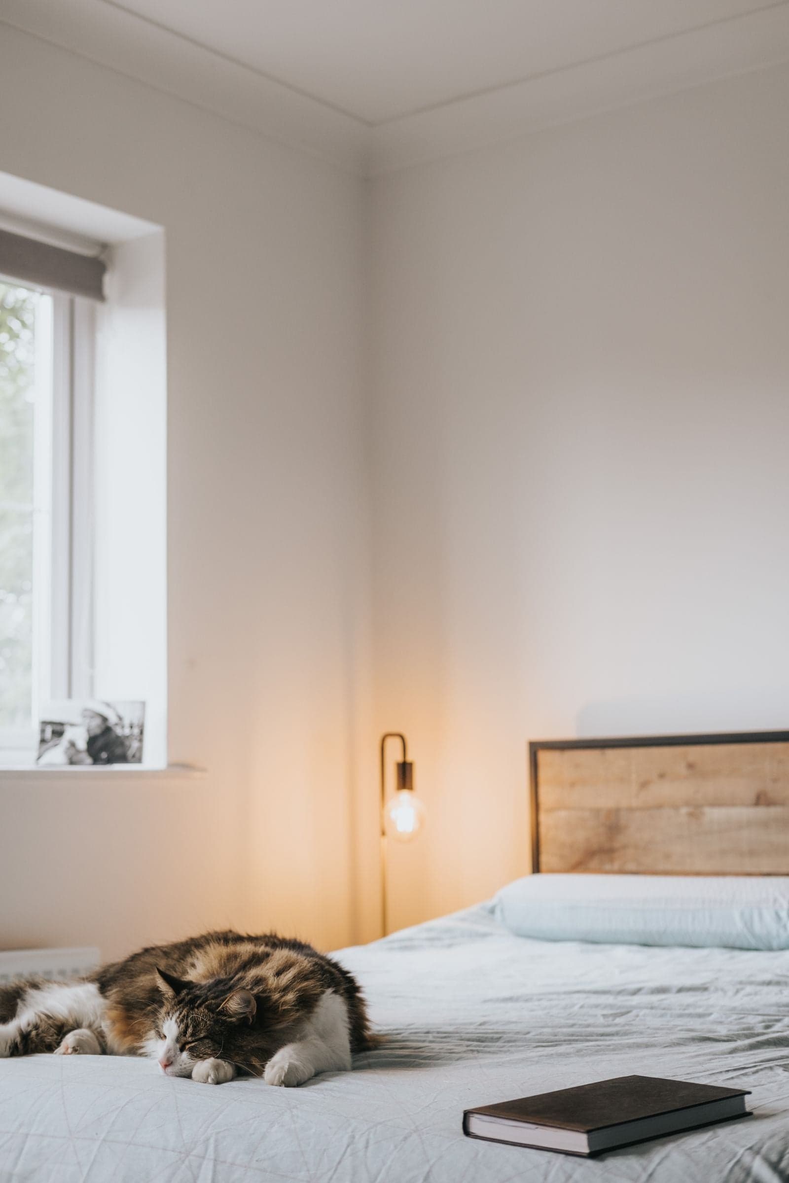 Chat confortablement installé dans un petit appartement cosy