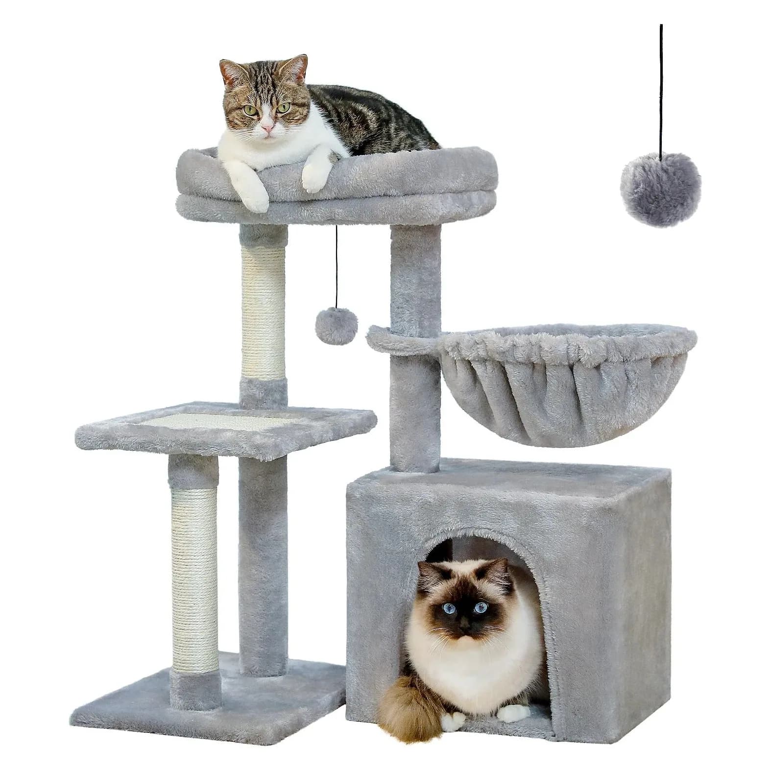 Arbre à chat Feuillage gris
