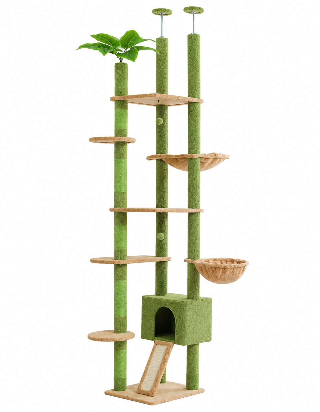 Arbre à chat Baobab vert